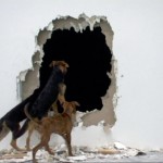 Untitled (Dogs-hole) by Alvaro Perdices